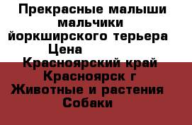 Прекрасные малыши мальчики  йоркширского терьера › Цена ­ 10 000 - Красноярский край, Красноярск г. Животные и растения » Собаки   